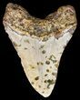 Megalodon Tooth - North Carolina #59087-2
